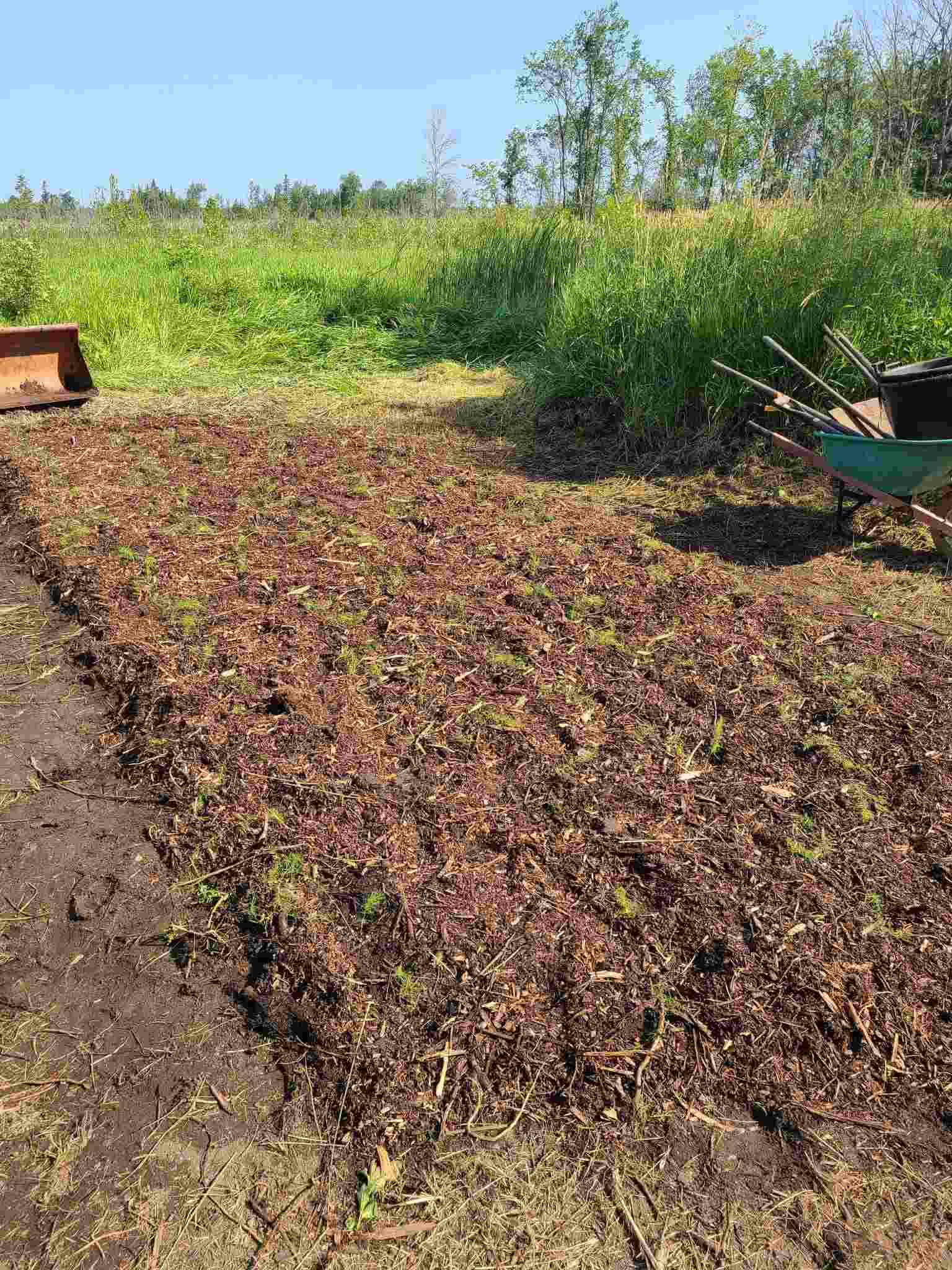 Asparagus bed